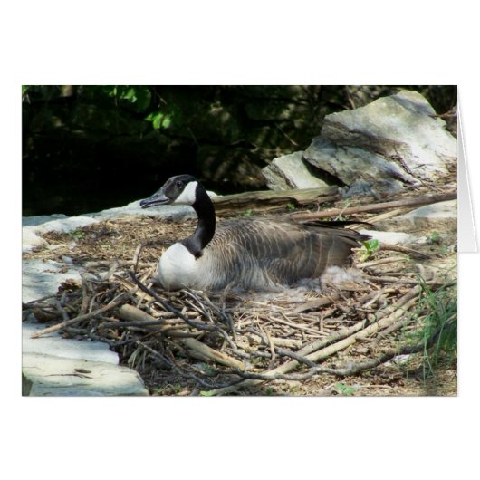 Wild Goose Cards (Front Horizontal)