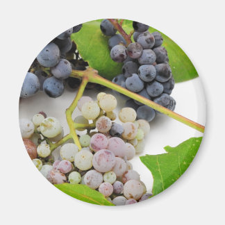 Wild Grape And Leaves Magnet