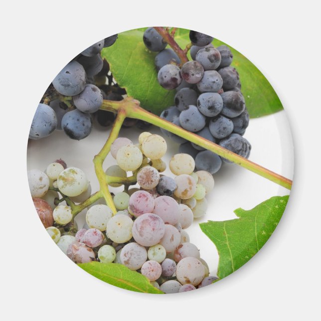 Wild Grape And Leaves Magnet (Front)