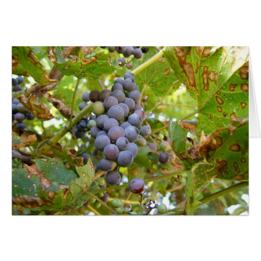 Wild Grapes Cards (Front Horizontal)