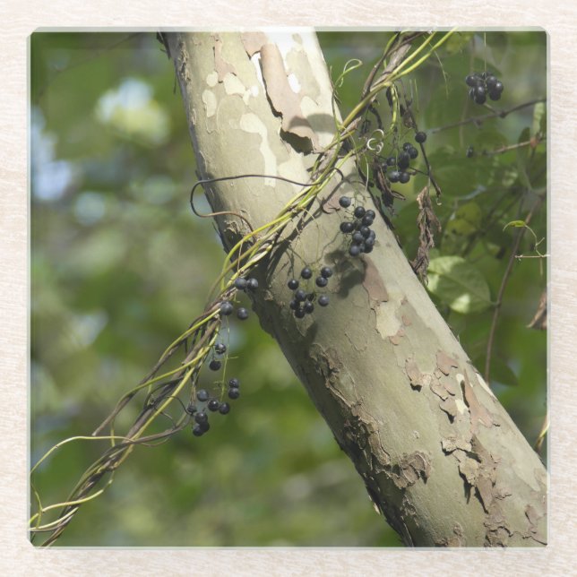 "Wild Grapes" Original Art by KAS Glass Coaster (Front)