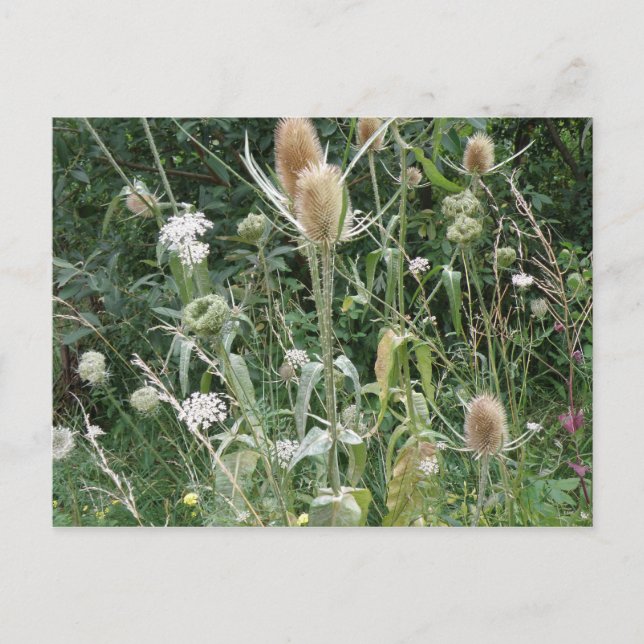 Wild Grasses Postcard (Front)
