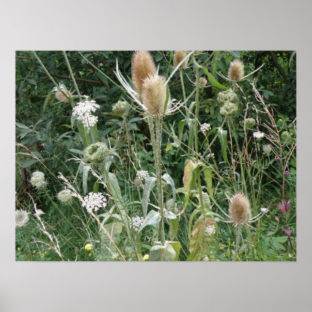 Wild Grasses Print (Front)