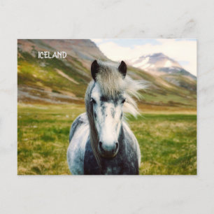 Wild Gray Horse Postcard