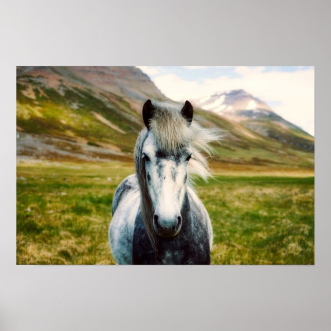 Wild Gray Horse Poster (Front)