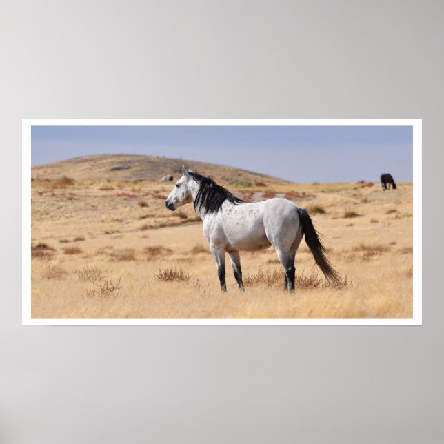 Wild Gray Horse, Utah Poster (Front)
