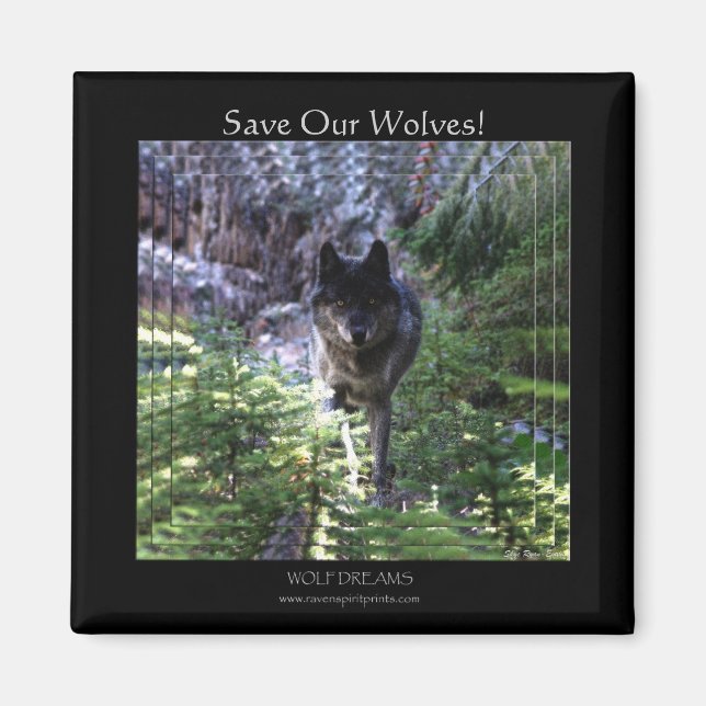 Wild Gray Wolf Save Our Wolves! Magnet (Front)