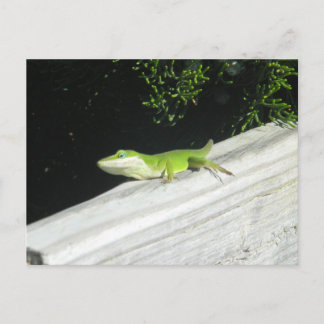 Wild Green Gecko Postcard