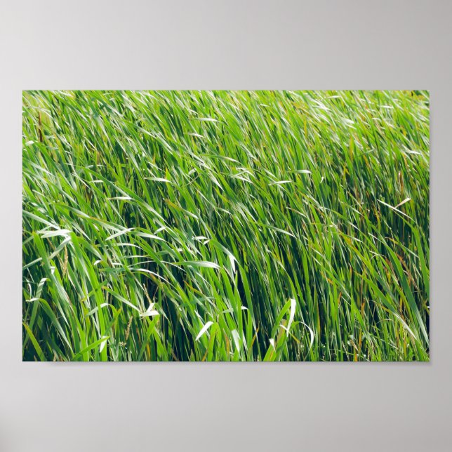 Wild Green Grass Nature Poster (Front)