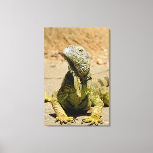 Wild Green iguana Canvas Print