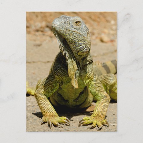 Wild Green iguana Postcard