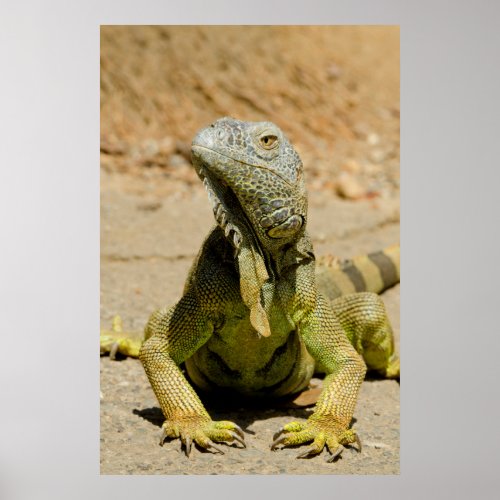 Wild Green iguana Poster