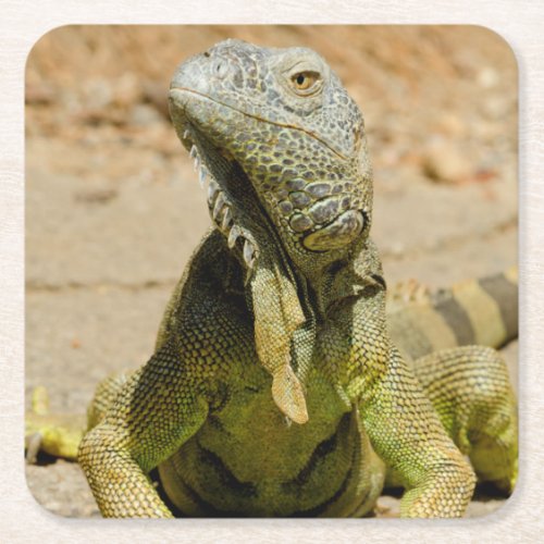Wild Green iguana Square Paper Coaster