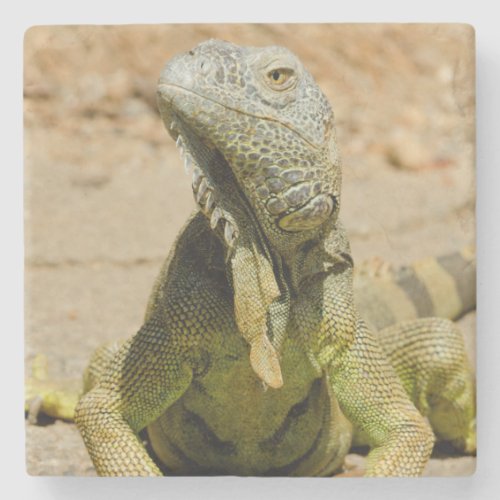 Wild Green iguana Stone Coaster