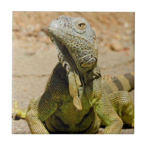 Wild Green iguana Tile