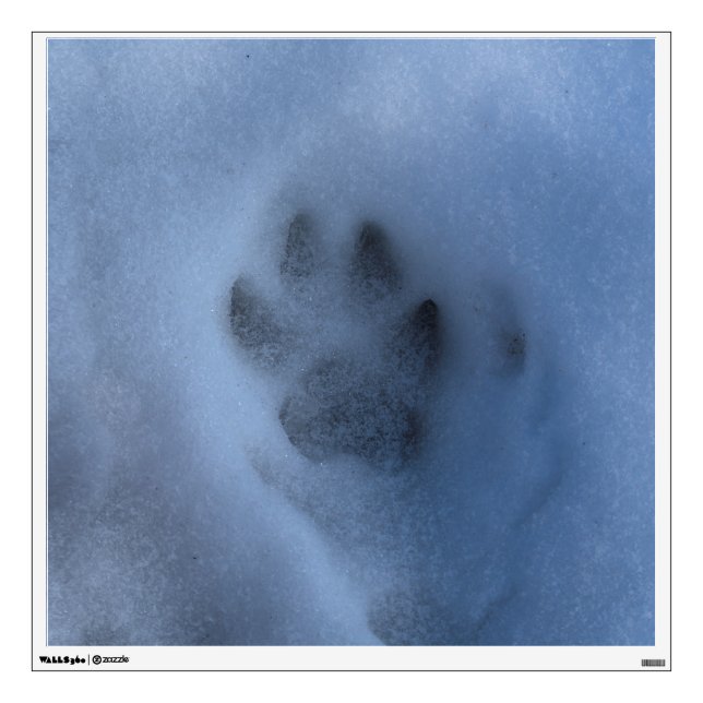 Wild Grey Wolf Paw Print in Winter Snow Wall Decal (Front)