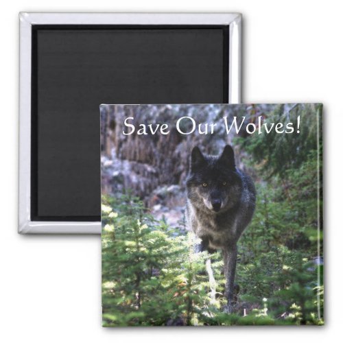 Wild Grey Wolf Save Our Wolves Photo Magnet