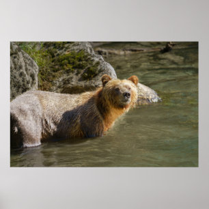 Wild Grizzly Bear At The Orford River Poster