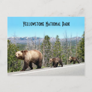 Wild Grizzly Bear Mama and Cubs in Yellowstone Postcard