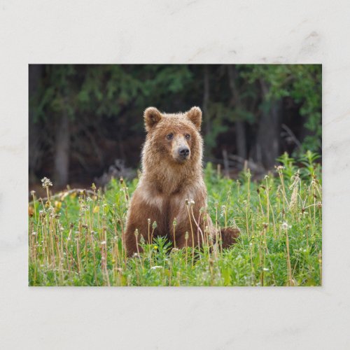 Wild grizzly bears in Alaska Postcard
