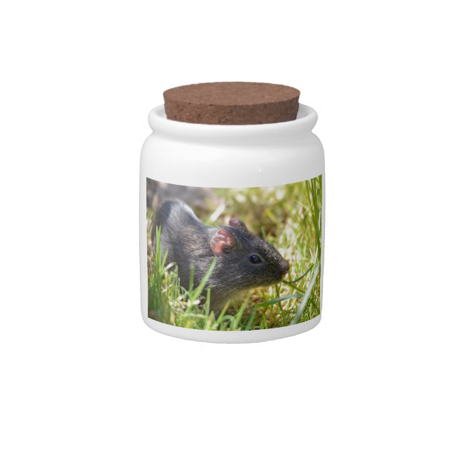 Wild Guinea pig in grass Candy Jar (Front)