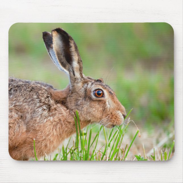 Wild hare close up eating grass in UK Mouse Pad (Front)