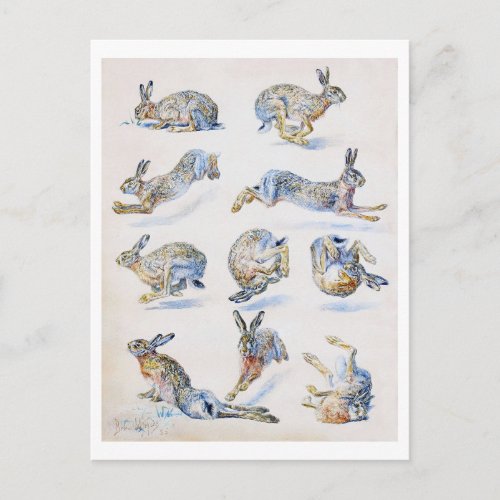 Wild Hare Rabbit Studies Bruno Liljefors Postcard