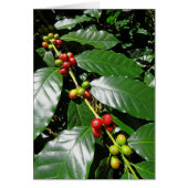Wild Hawaiian Coffee (Front)