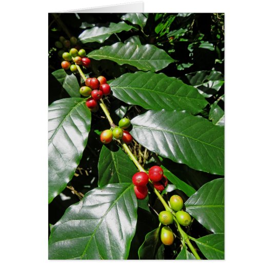 Wild Hawaiian Coffee Cards (Front)