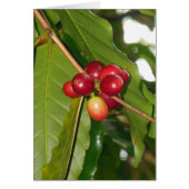 Wild Hawaiian Coffee Cherries (Front)