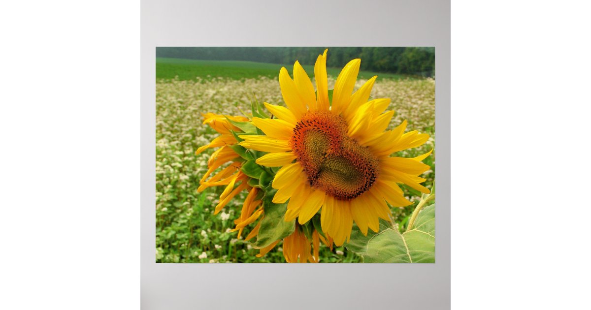 Wild Heart ,Sunflowers,Prints Poster | Zazzle