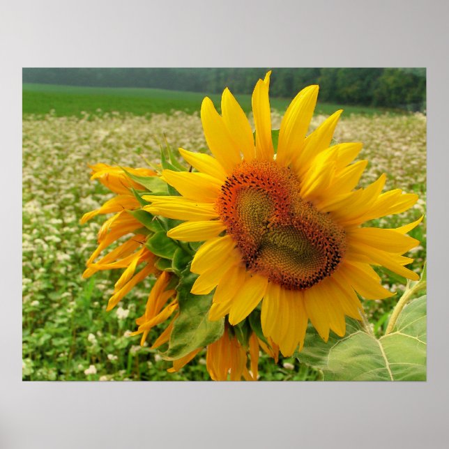 Wild Heart ,Sunflowers,Prints Poster (Front)