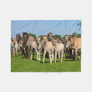 Wild Herd Grullo Colored Dulmen Horses Foals - Fleece Blanket