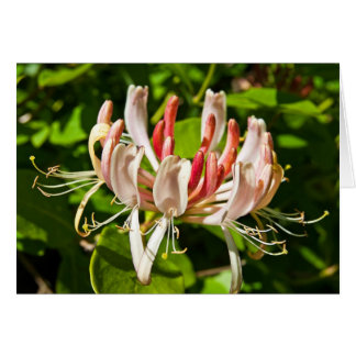 Wild Honeysuckle Cards