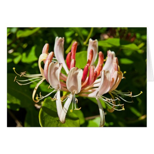 Wild Honeysuckle Cards (Front Horizontal)