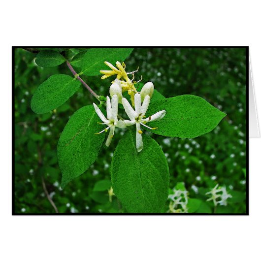 Wild Honeysuckle Cards (Front Horizontal)