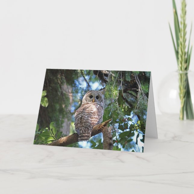 Wild Hoot Owl Staring in the Forest Card (Front)