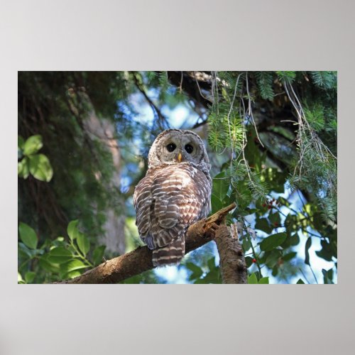 Wild Hoot Owl Staring in the Forest Poster
