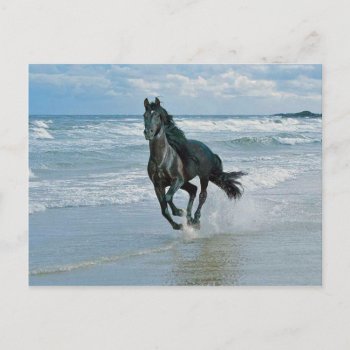 Wild Horse Dreams Postcard by thecoveredbridge at Zazzle