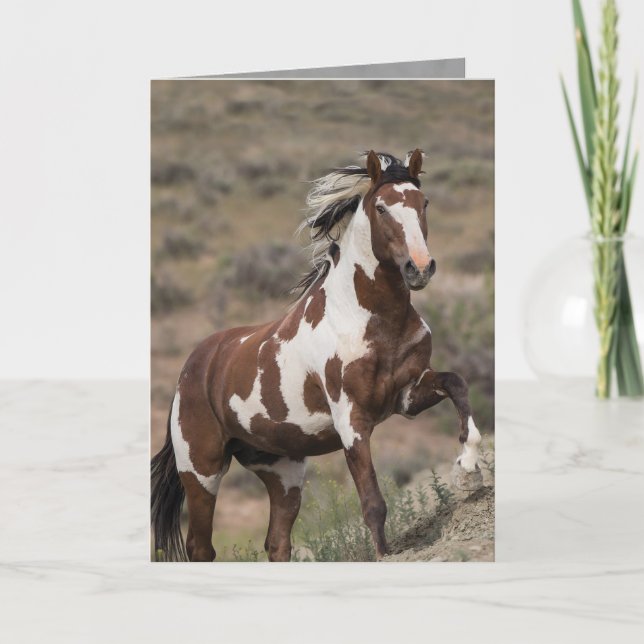 Wild Horse Greeting Card - Picasso Runs Up (Front)