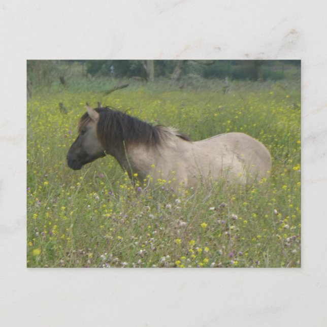 Wild Horse in Flower Field DIY Postcard (Front)