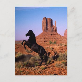 Wild Horse Monument Valley Postcard by thecoveredbridge at Zazzle