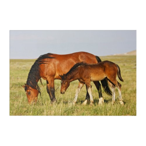 Wild Horse Mother and Colt Grazing Acrylic Print
