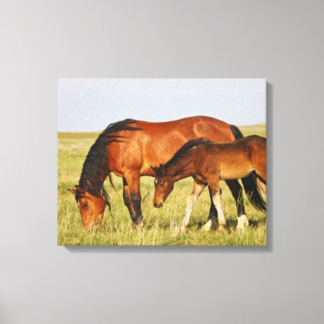 Wild Horse Mother and Colt Grazing Canvas Print (Front)