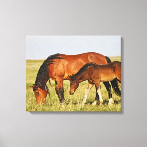 Wild Horse Mother and Colt Grazing Canvas Print