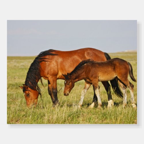 Wild Horse Mother and Colt Grazing Foam Board