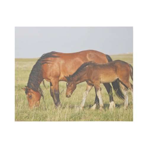 Wild Horse Mother and Colt Grazing Gallery Wrap