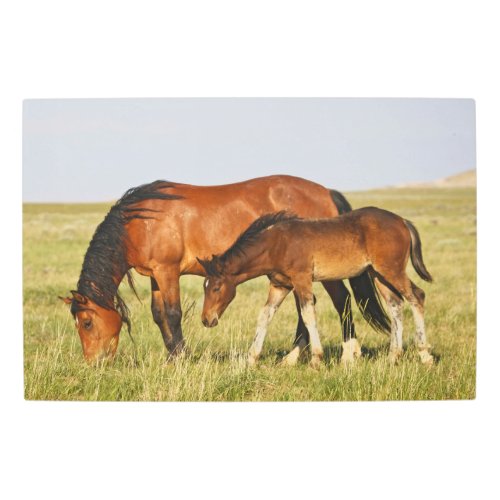 Wild Horse Mother and Colt Grazing Metal Print