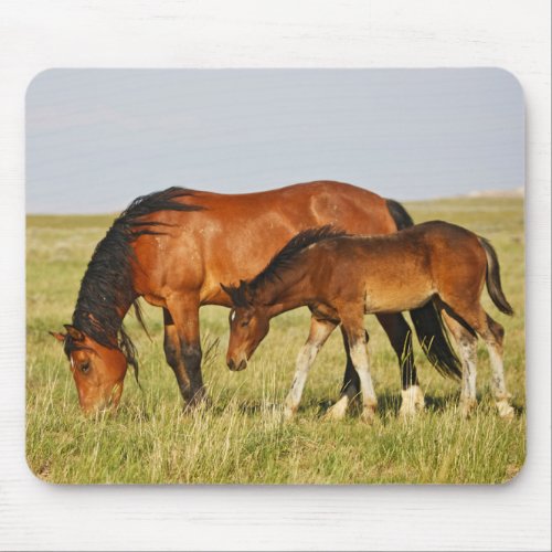 Wild Horse Mother and Colt Grazing Mouse Pad