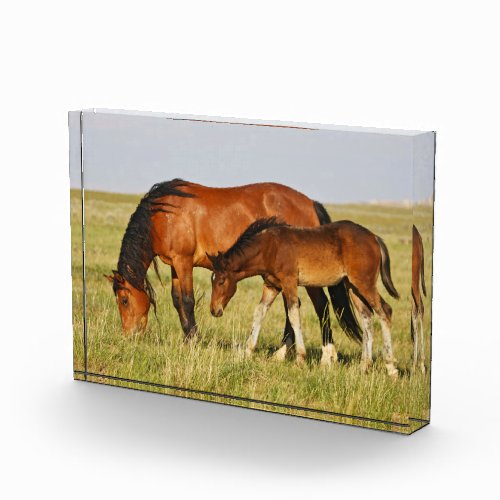 Wild Horse Mother and Colt Grazing Photo Block